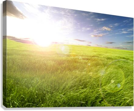 Sunset green fields Canvas Print