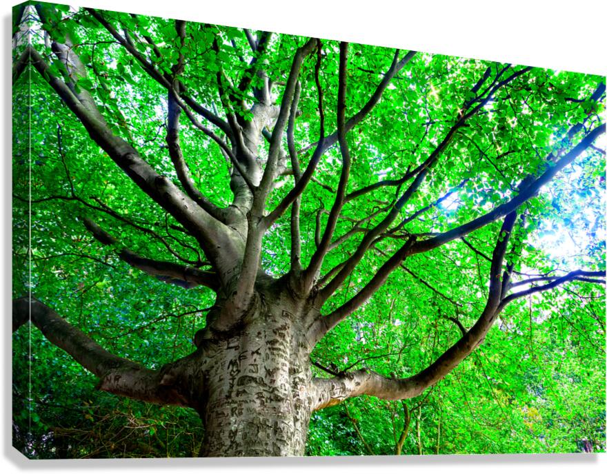 Tree in springtime. Canvas Print