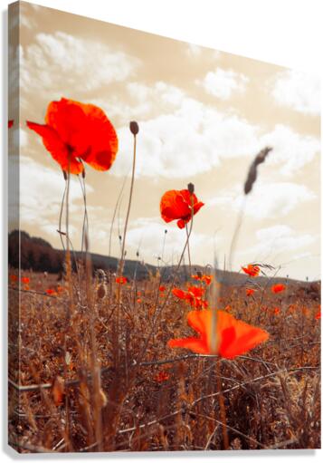field roses Canvas Print
