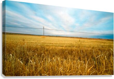 field Canvas Print