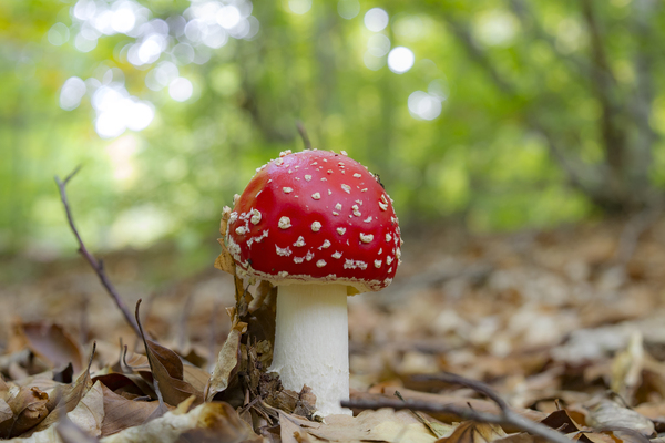 Fly agaric or Fly amanita Amanita muscaria basidiomycete of the genus Amanita. It is also a Muscimol mushroom. Wild mushrooms by Jurica Tomic Svarun