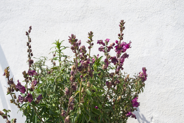  DSC0222 by Jurica Tomic Svarun