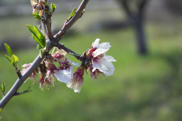  DSC0245 by Jurica Tomic Svarun