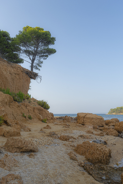 Pine tree hanging over the sandy beach by Jurica Tomic Svarun