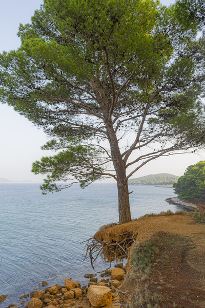 A pine tree hanging over the cliff by Jurica Tomic Svarun