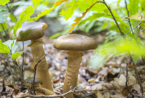 Armillaria mellea commonly known as honey fungus - a basidiomycete fungus in the genus Armillaria  by Jurica Tomic Svarun