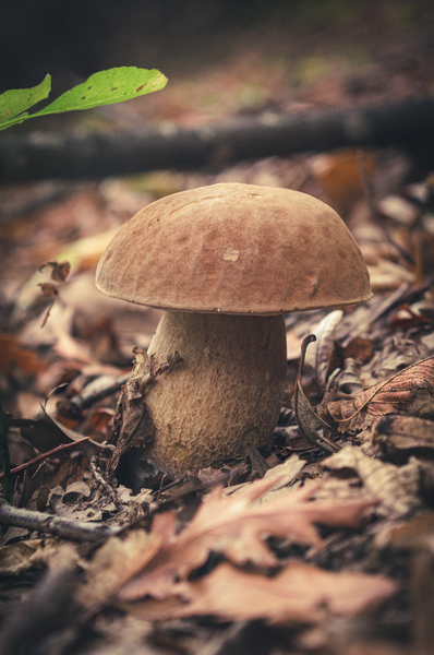 Beautiful boletus edulis mushroom banner in amazing green moss. Old magic forest mushrooms background by Jurica Tomic Svarun