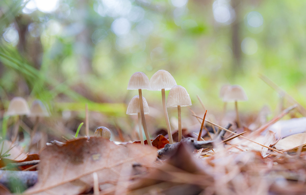 Mycena arcangeliana or Angels Bonnet small wild mushrooms by Jurica Tomic Svarun