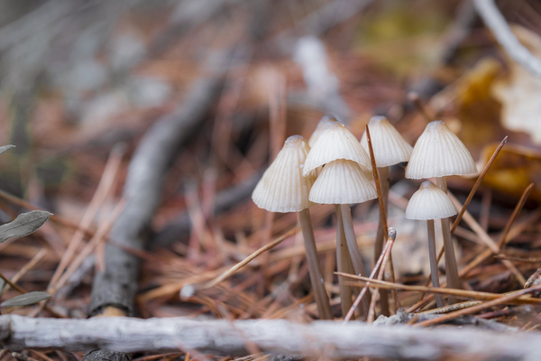 Mycena arcangeliana or Angels Bonnet small wild mushrooms by Jurica Tomic Svarun