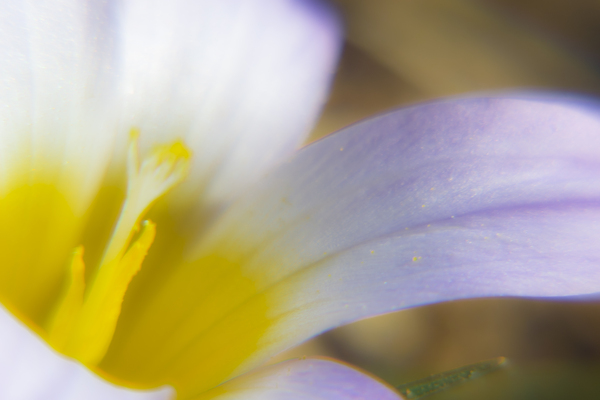  DSC0768 by Jurica Tomic Svarun