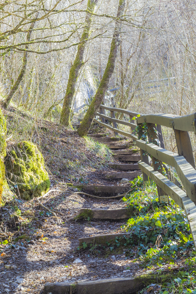 Wooden stairways in a forest by Jurica Tomic Svarun