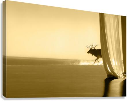 Elk 1 Canvas Print