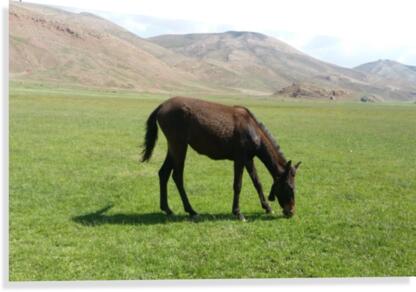 Neck-Ray Canvas Print