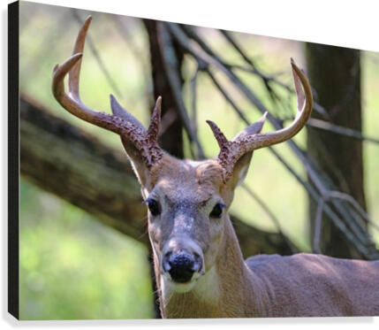 IMG_0065 Canvas Print