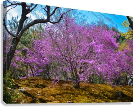 Temple Violets 2 Canvas Print