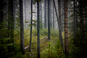 Banff Forest