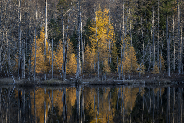 Autumns Last Glow by David Bussieres Photography