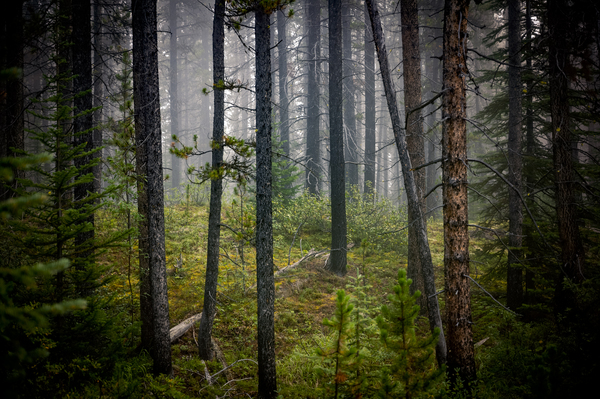 Banff Forest Print