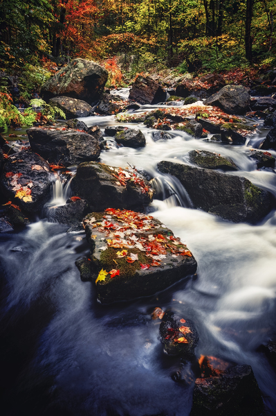 Muskoka Gold by David Bussieres Photography