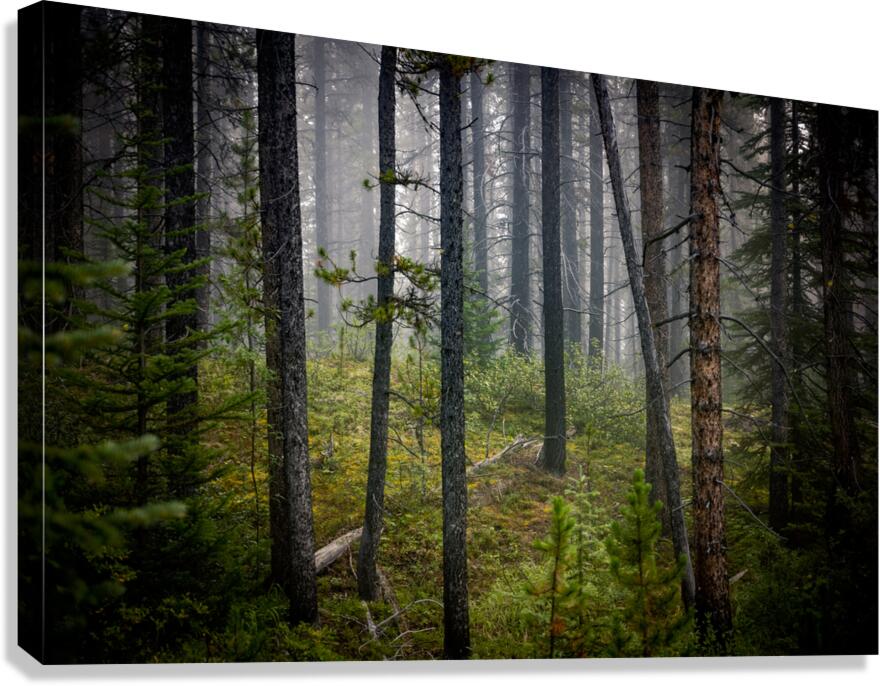 Banff Forest Canvas Print