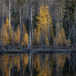 Autumns Last Glow