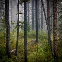 Banff Forest