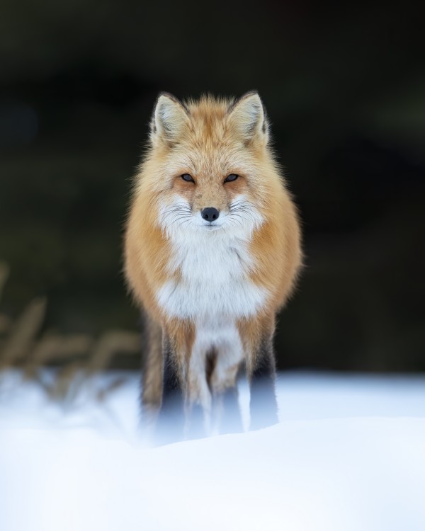 Les yeux dans les yeux  by Philippe DE-BRUYNE