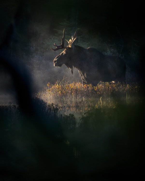 Ombre et lumiere  by Philippe DE-BRUYNE