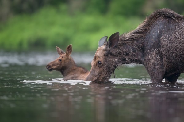 Le bain Print