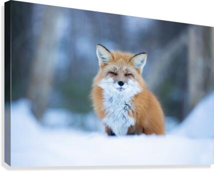Regard  Canvas Print