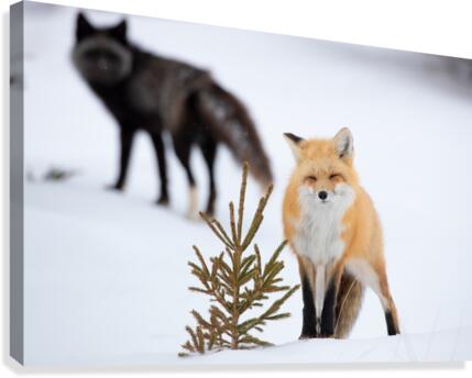 Le couple Canvas Print