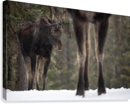 La timide Canvas Print
