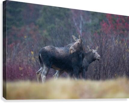 Famille  Canvas Print