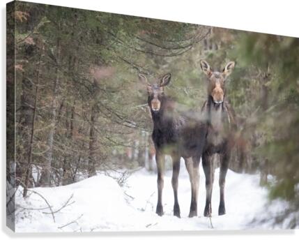 La rencontre  Canvas Print