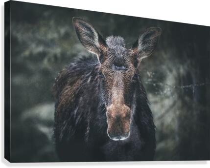 Face a face  Canvas Print