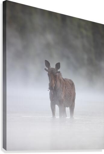 La brume    Canvas Print