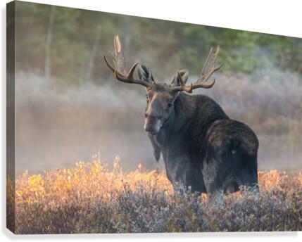Automnale  Canvas Print