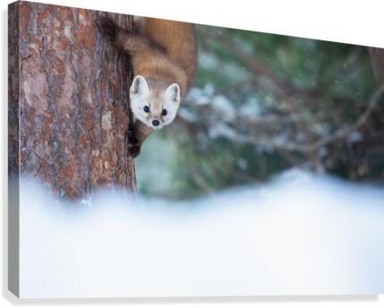 Furtive  Canvas Print