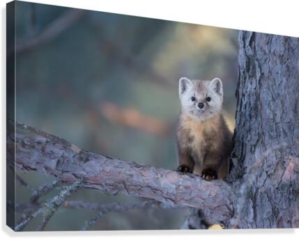 Regard  Canvas Print