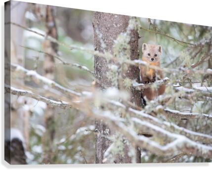 Pause curiosite Canvas Print