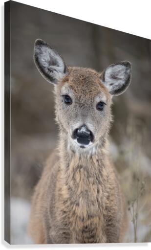 Princesse  Canvas Print