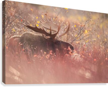 Dream light  Canvas Print