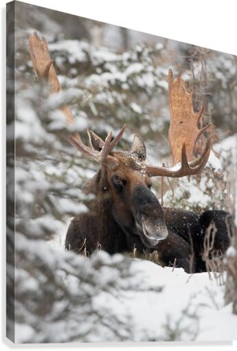 Portrait dhiver Canvas Print