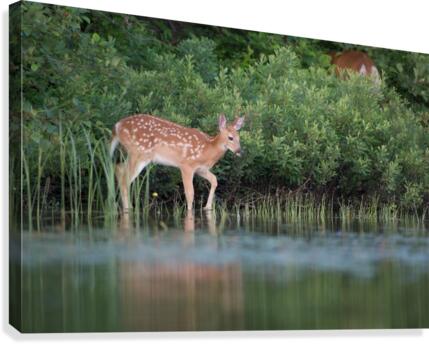 Le petit  Canvas Print