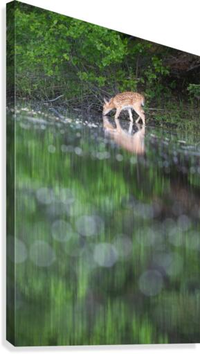 Reflexion  Canvas Print