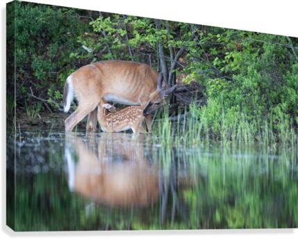 allaitement  Canvas Print