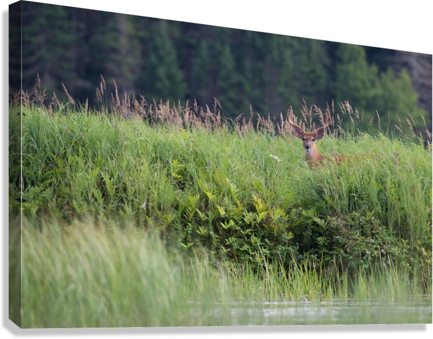 vision dete Canvas Print