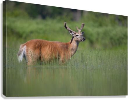Le bain  Canvas Print