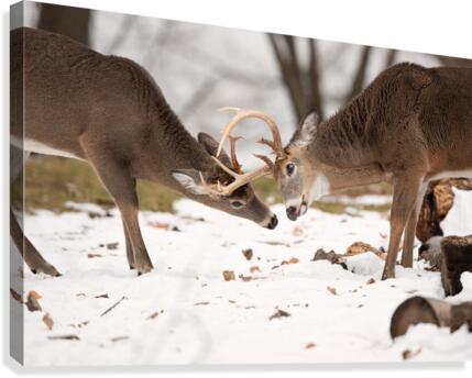 Le combat  Canvas Print