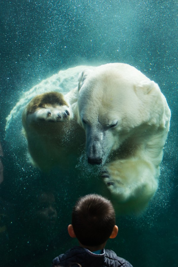 Sons close encounter with a Polar Bear 2 Print